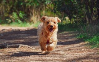 Dog-Friendly Caravan Parks in QLD