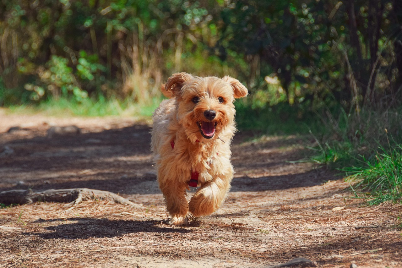 puppy-4608266_1280 Dog-Friendly Caravan Parks in QLD