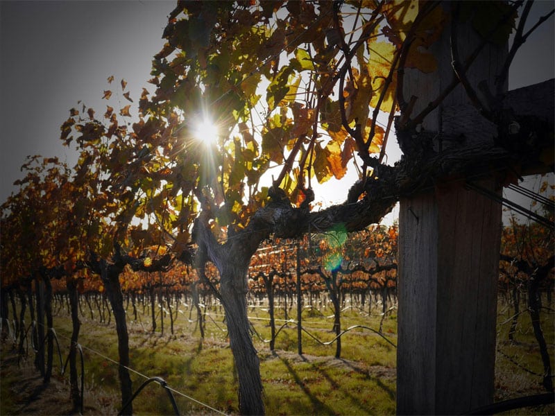 aged wine