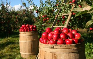 interesting facts about stanthorpe