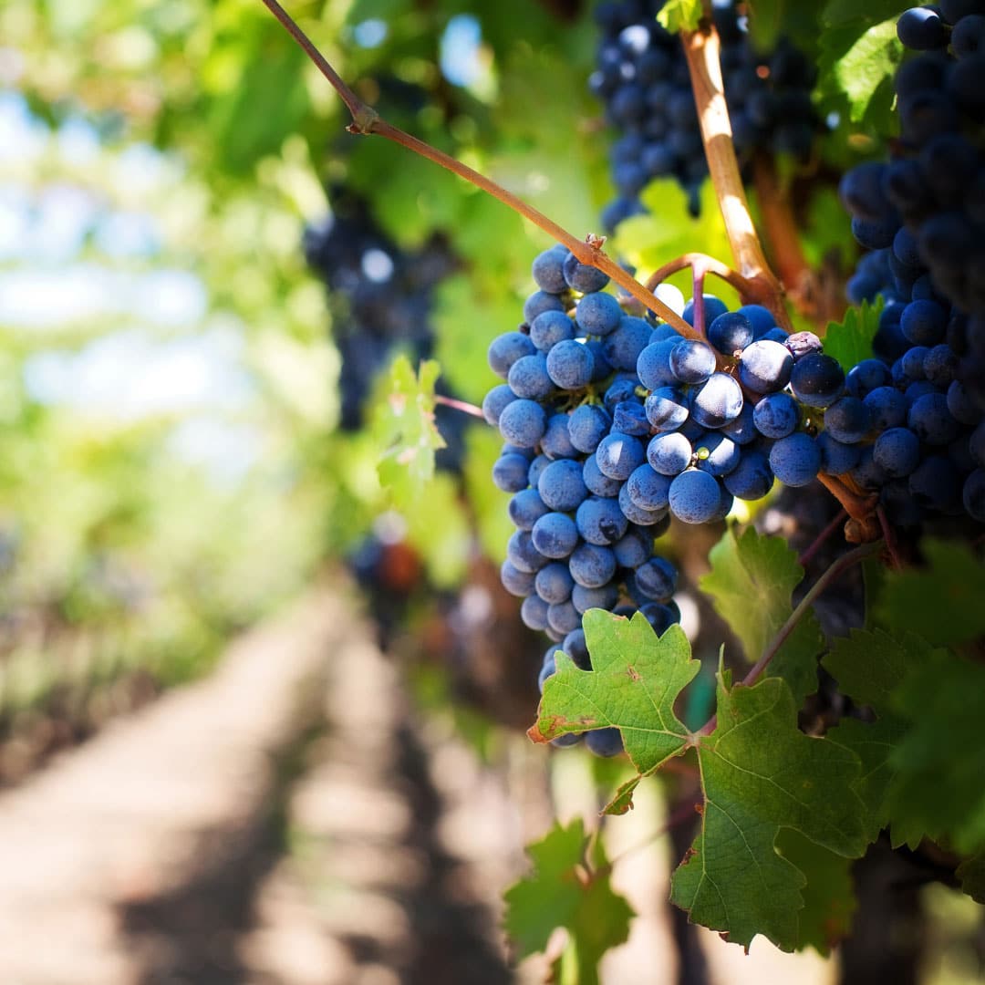 Kominos Wines Stanthorpe