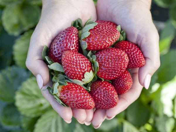 Stanthorpe Berry Festival