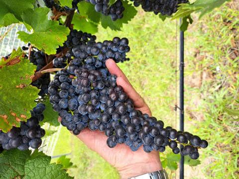 Geek out on Wine Berry Sensory Analysis