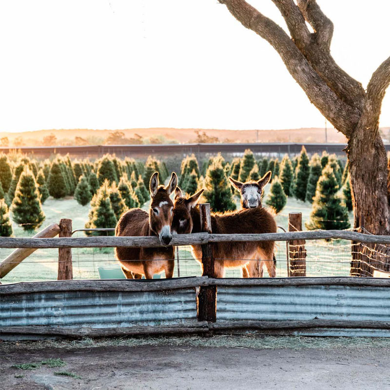 Granite Belt Christmas Farm