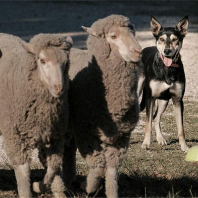 Dogpro Supreme Australian Working Sheepdog Championship