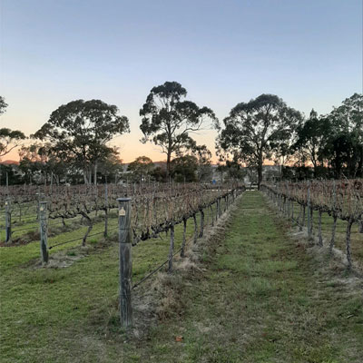 Twilight Winery Experience