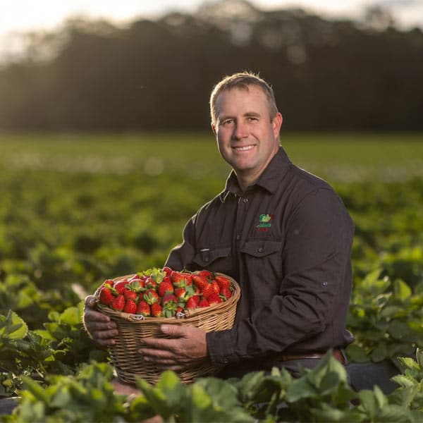 Ashbern Farms Strawberry Picking