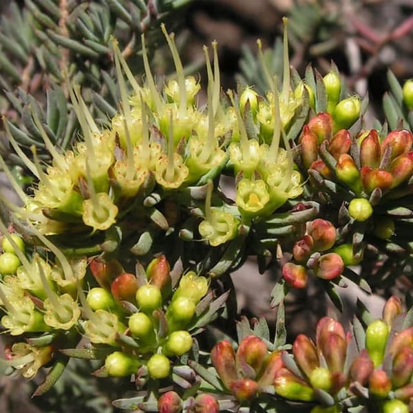 Granite Belt Wildflower Walk