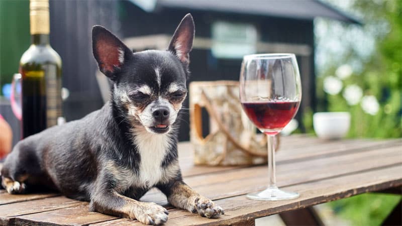 Dog-friendly tour